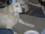 Sir Ranulf - 13th Birthday 03