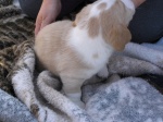Buster 001