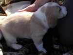 Buster 002