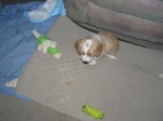 Buster 004