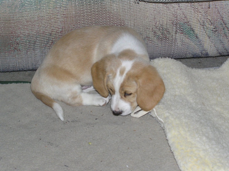 Buster 006