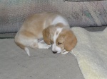 Buster 006