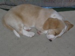 Buster 008
