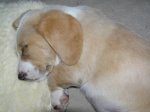 Buster 011