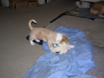 Buster 014