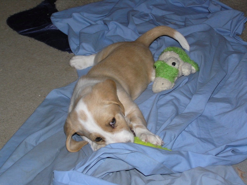 Buster 017