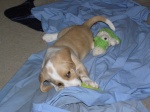 Buster 017