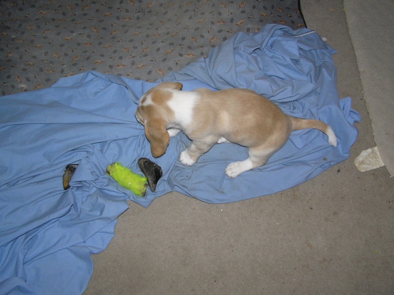 Buster 020