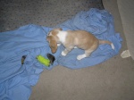 Buster 020