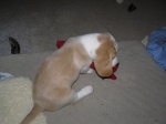 Buster 023