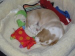 Buster 039