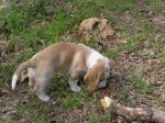 Buster 044