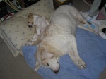 Buster and Ranulf 08