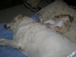 Buster and Ranulf 09