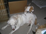 Buster and Ranulf 15