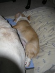 Buster and Ranulf 18
