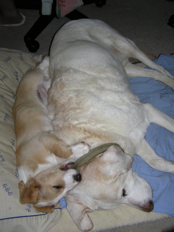 Buster and Ranulf 19